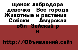 щенок лабродора девочка - Все города Животные и растения » Собаки   . Амурская обл.,Зейский р-н